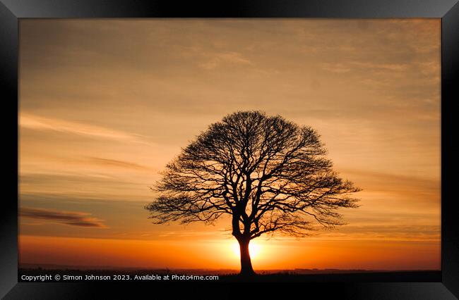Tree Silhouette at sunrise Framed Print by Simon Johnson