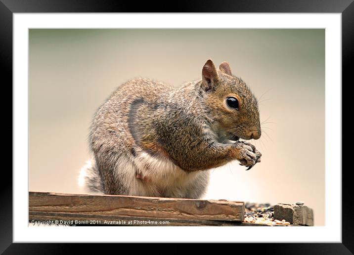 Change from Nuts! Framed Mounted Print by David Borrill