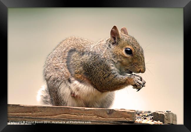Change from Nuts! Framed Print by David Borrill