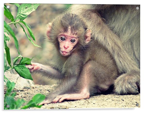 Baby monkey Acrylic by Zsolt Lokodi