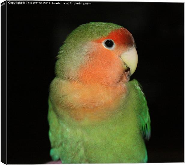 The Love Bird Canvas Print by Terri Waters