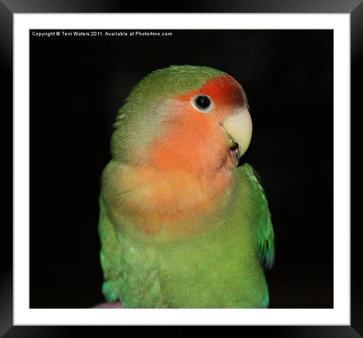The Love Bird Framed Mounted Print by Terri Waters