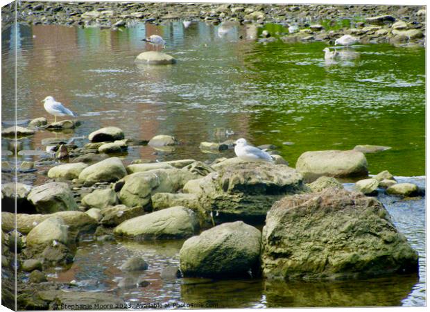 Seagulls and rocks Canvas Print by Stephanie Moore