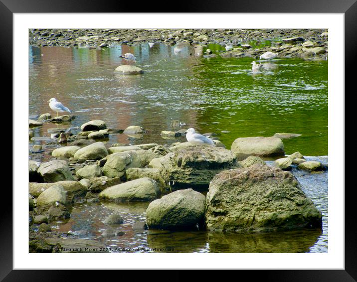 Seagulls and rocks Framed Mounted Print by Stephanie Moore