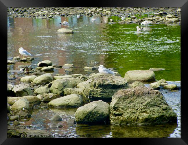 Seagulls and rocks Framed Print by Stephanie Moore