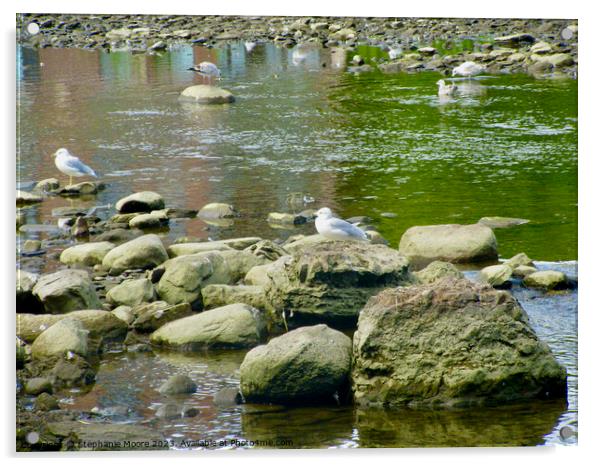 Seagulls and rocks Acrylic by Stephanie Moore