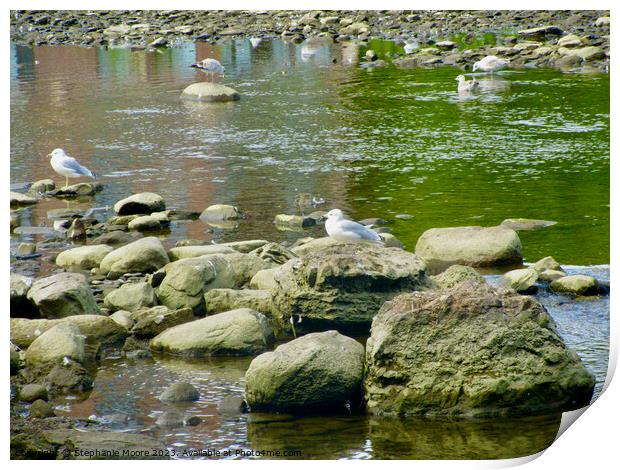 Seagulls and rocks Print by Stephanie Moore