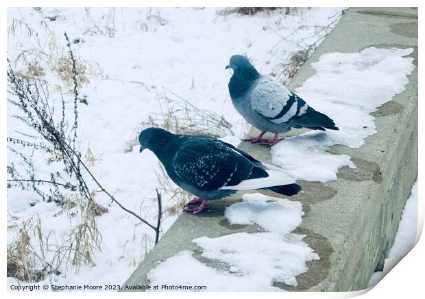 Pigeons in the snow Print by Stephanie Moore