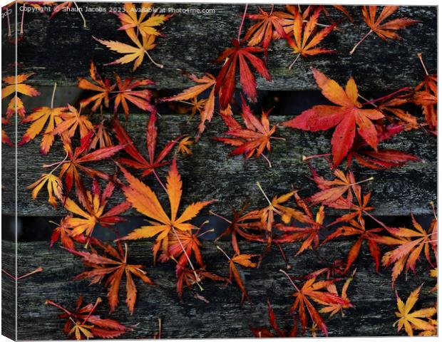 Autumn leaves on wooden bench  Canvas Print by Shaun Jacobs