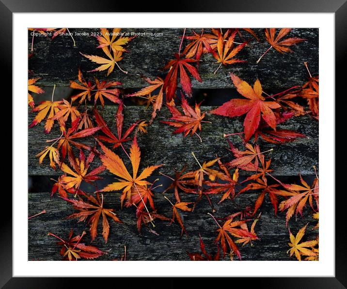 Autumn leaves on wooden bench  Framed Mounted Print by Shaun Jacobs