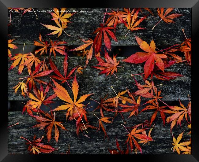 Autumn leaves on wooden bench  Framed Print by Shaun Jacobs