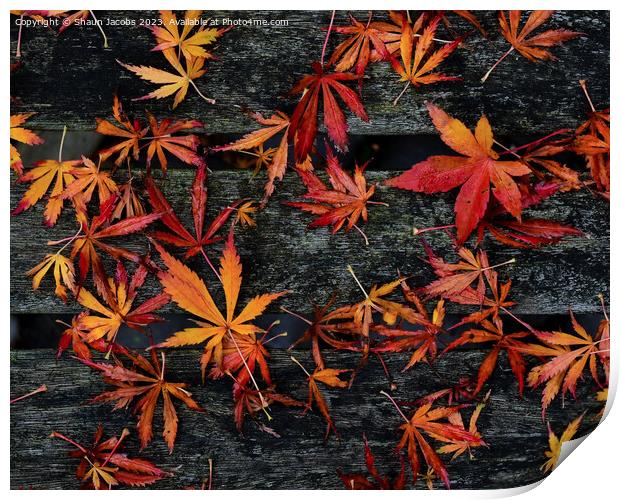 Autumn leaves on wooden bench  Print by Shaun Jacobs