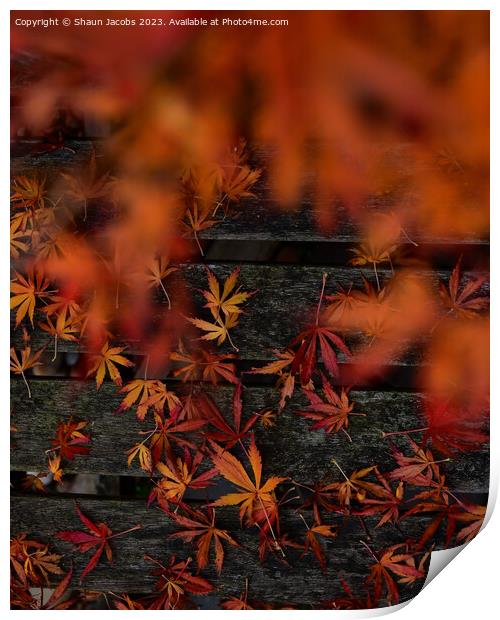 Autumn leaves in fall  Print by Shaun Jacobs