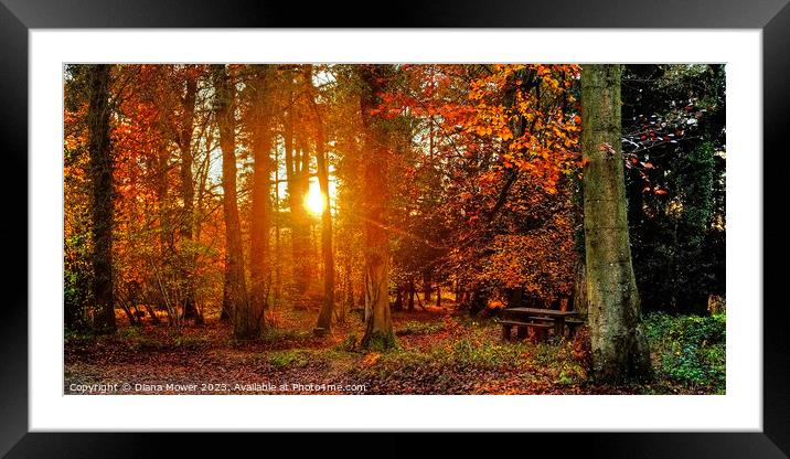Forest of Dean Sunset Through the Trees Panoramic Framed Mounted Print by Diana Mower