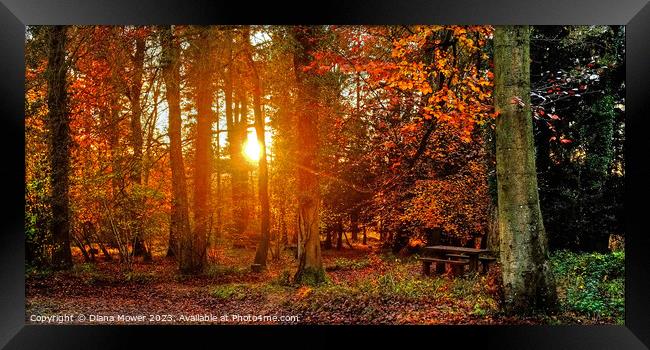 Forest of Dean Sunset Through the Trees Panoramic Framed Print by Diana Mower