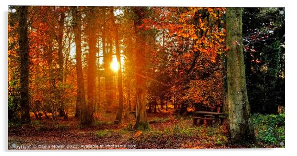 Forest of Dean Sunset Through the Trees Panoramic Acrylic by Diana Mower