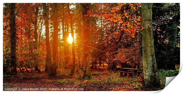 Forest of Dean Sunset Through the Trees Panoramic Print by Diana Mower