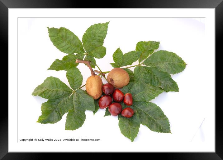Horse Chestnut study Framed Mounted Print by Sally Wallis