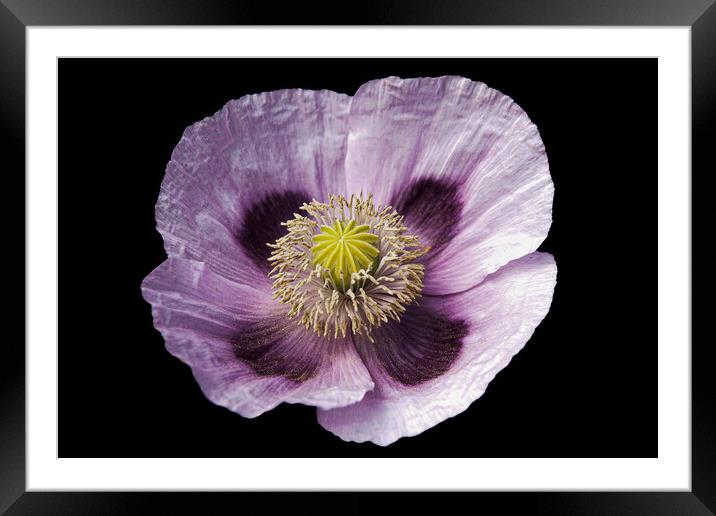 pale mauve poppy Framed Mounted Print by Sally Wallis