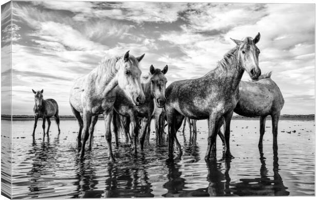 Majestic Camargue Horses Canvas Print by Helkoryo Photography