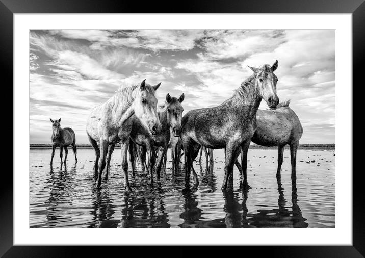 Majestic Camargue Horses Framed Mounted Print by Helkoryo Photography