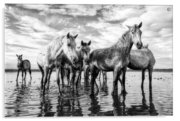 Majestic Camargue Horses Acrylic by Helkoryo Photography