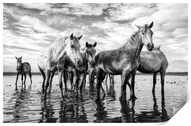 Majestic Camargue Horses Print by Helkoryo Photography