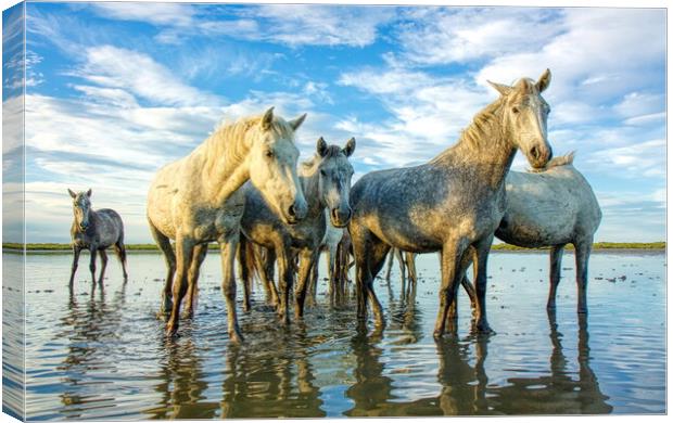 The Curious Camargue Herd Canvas Print by Helkoryo Photography