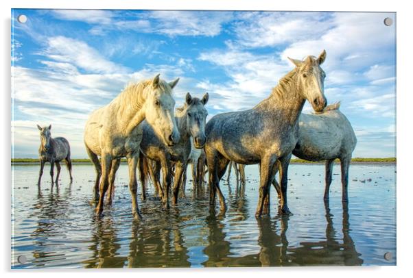 The Curious Camargue Herd Acrylic by Helkoryo Photography