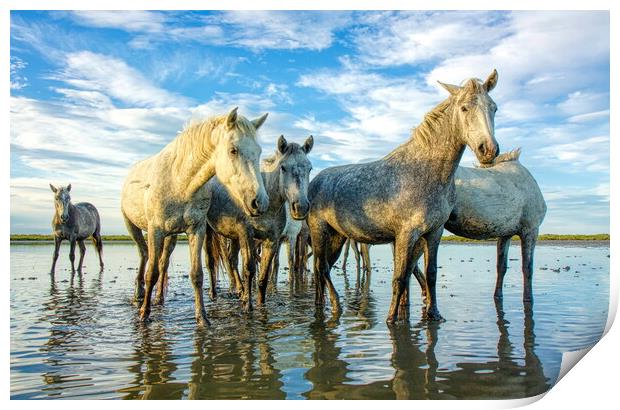 The Curious Camargue Herd Print by Helkoryo Photography