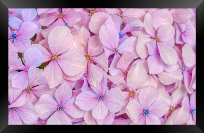 Blushing Beauty Framed Print by Helkoryo Photography