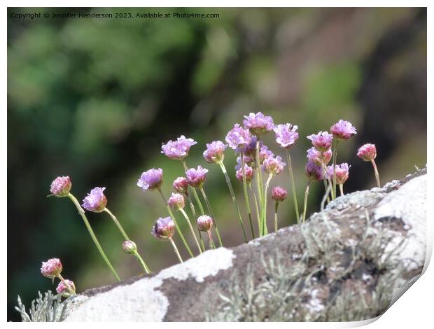 Sea Pinks Print by Jennifer Henderson