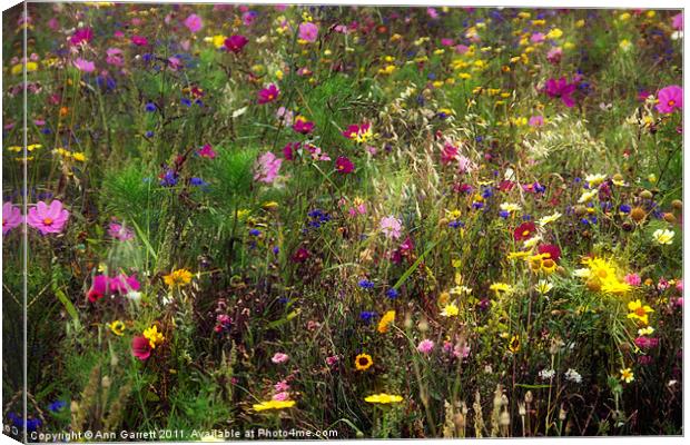 Field of Flowers Canvas Print by Ann Garrett