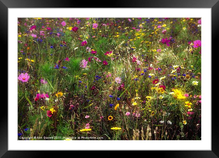Field of Flowers Framed Mounted Print by Ann Garrett