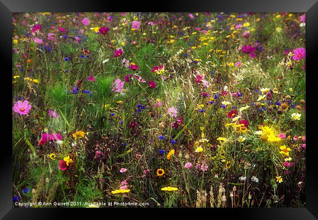 Field of Flowers Framed Print by Ann Garrett