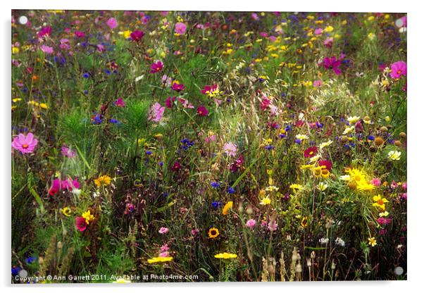 Field of Flowers Acrylic by Ann Garrett