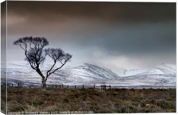 Tree of defiance Canvas Print by Scotland's Scenery