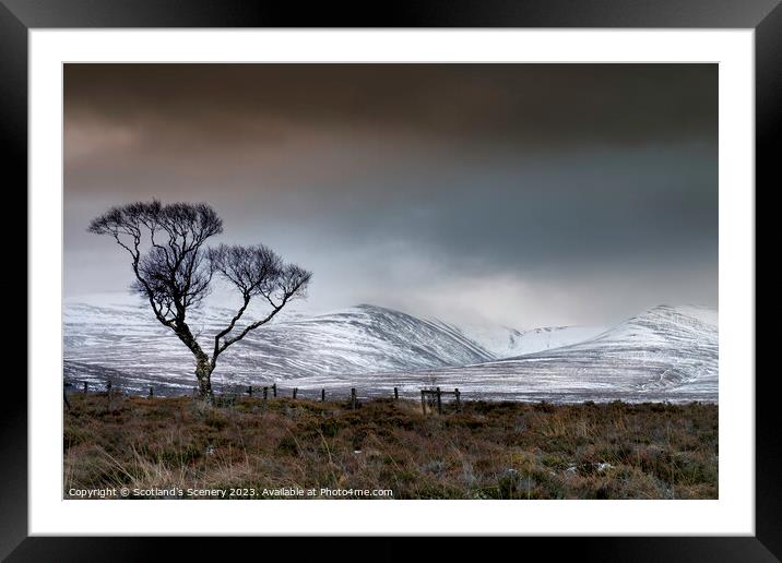 Tree of defiance Framed Mounted Print by Scotland's Scenery