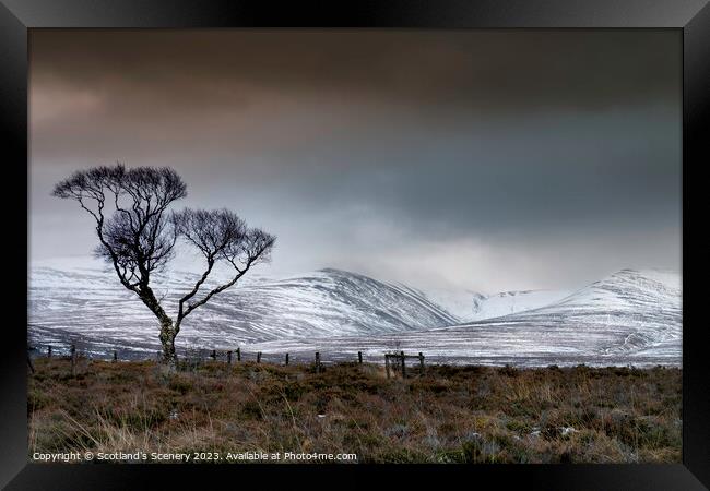 Tree of defiance Framed Print by Scotland's Scenery