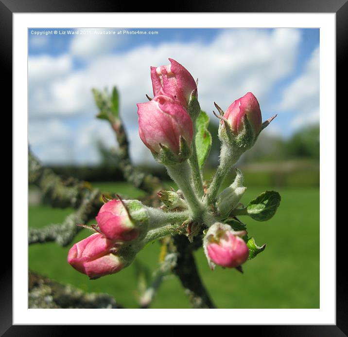 Budding Apple Blossom Framed Mounted Print by Liz Ward