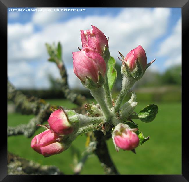 Budding Apple Blossom Framed Print by Liz Ward