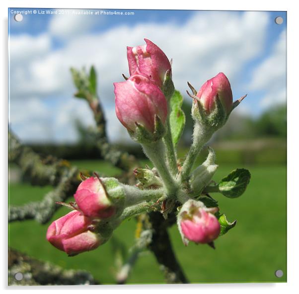 Budding Apple Blossom Acrylic by Liz Ward