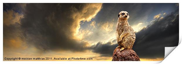 meerkat sentry duty Print by meirion matthias