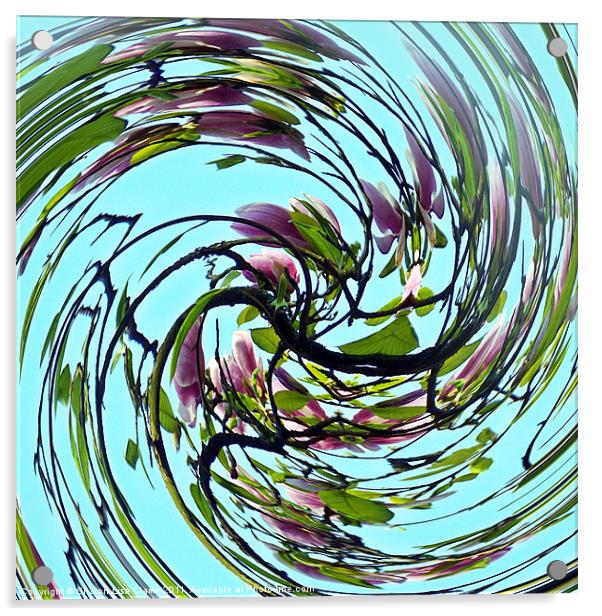 Magnolia Swirl Acrylic by Sharon Lisa Clarke