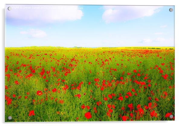 Poppies Wonderland Acrylic by Derek Daniel