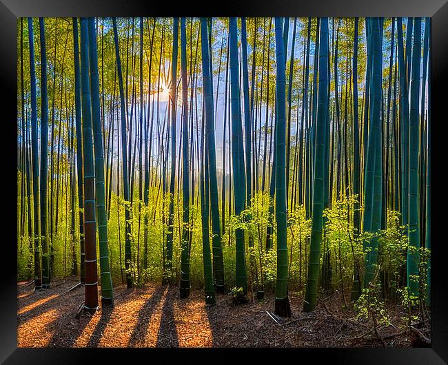Sunlit Path in Dense Bamboo Forest Framed Print by Roger Mechan