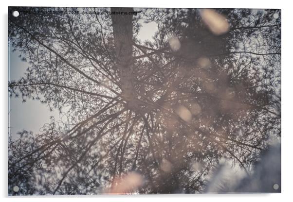 Reflection of a tree in a puddle of water in the pine forest Acrylic by Kristof Bellens