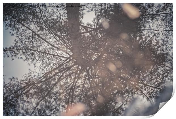 Reflection of a tree in a puddle of water in the pine forest Print by Kristof Bellens