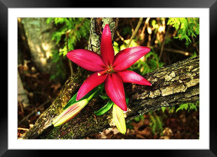 Forest Lily Framed Mounted Print by kurt bolton