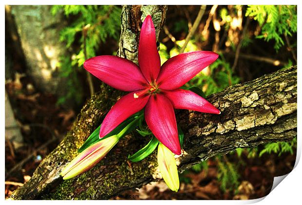 Forest Lily Print by kurt bolton